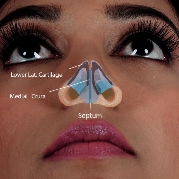 Nasal anatomy basal view