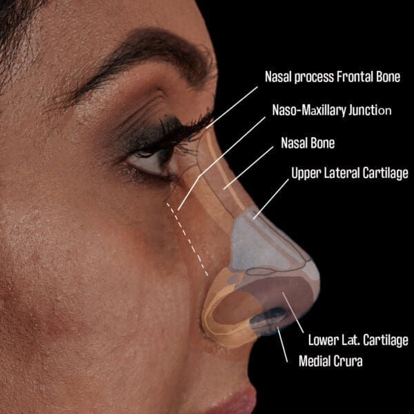 nasal anatomy profile