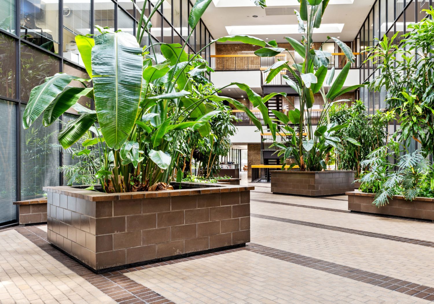 Indoor garden with large leafy plants.