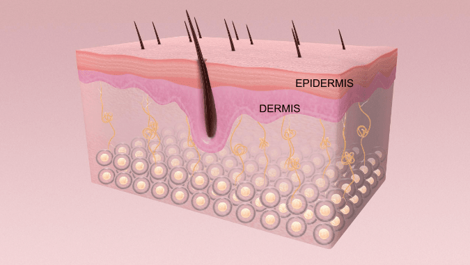 epidermis dermis