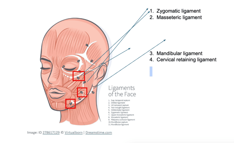 ligament
