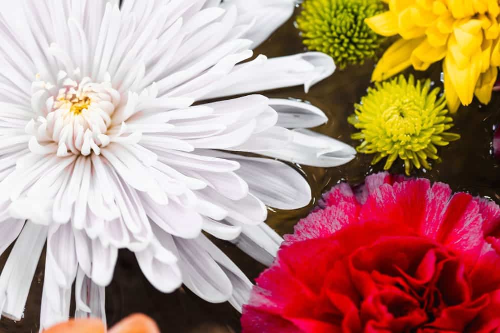Close-up of assorted flowers, including a large white chrysanthemum, yellow and green blooms, and a red carnation, floating in water.